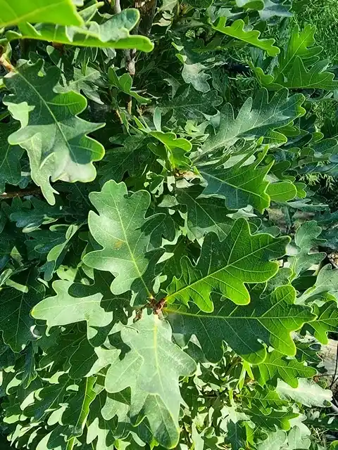 Zuileik (Quercus x bimundorum ‘Crimson Spire‘) | Tijdelijke aanbieding