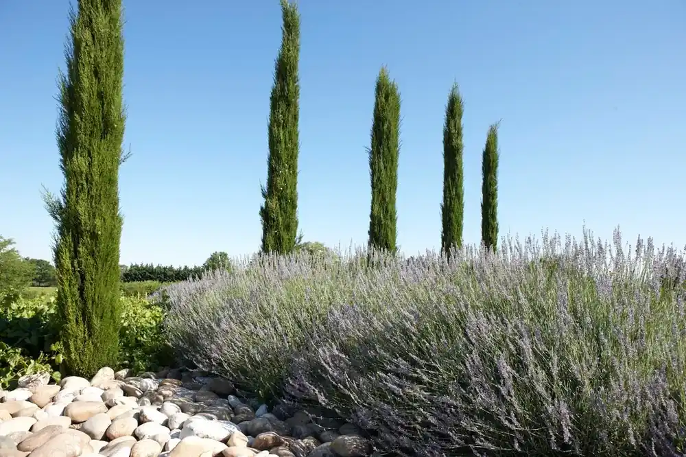 Bespaar meer | Italiaanse cipres kopen? Cupressus Stricta met groeigarantie