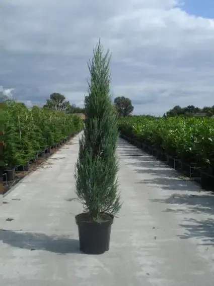 Laatste kans - Juniperus scopulorum ‘Blue Arrow‘ (smalblijvende conifeer ) kopen en online bestellen