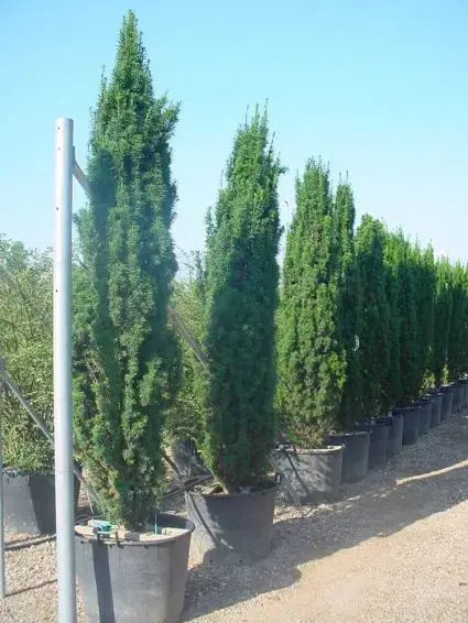 Topproduct | Groene Zuiltaxus (Taxus baccata ‘Fastigiata‘)