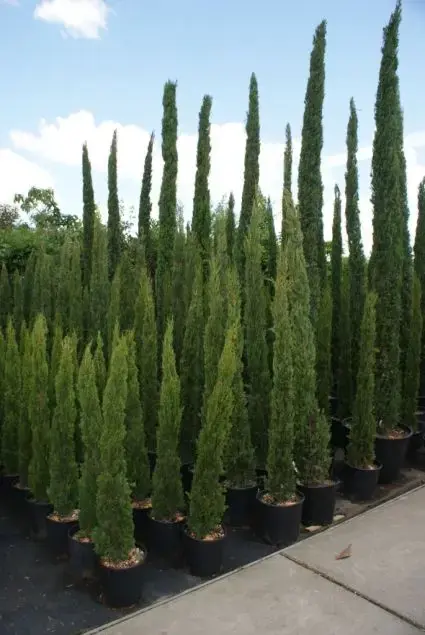 Laatste stuks - Italiaanse Cipres (Cupressus sempervirens ‘Totem‘)