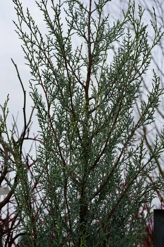 Amerikaanse zuilcipres (Cupressus arizonica ‘Fastigiata‘) | Populair