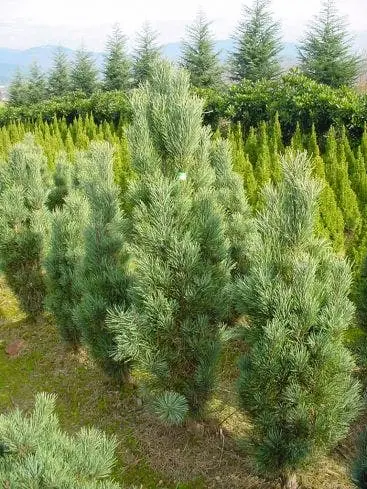 Zeer goed beoordeeld - Zuilvormige den (Pinus sylvestris ‘Fastigiata‘)