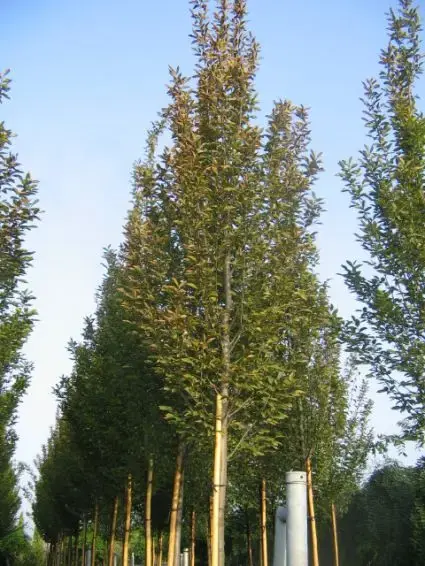 Speciale deal - Haagbeuk (Carpinus betulus ‘Fastigiata‘)