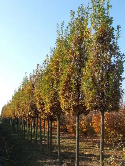 Nu beschikbaar | Zomereik als zuilboom (Quercus robur ‘Fastigiata Koster‘)