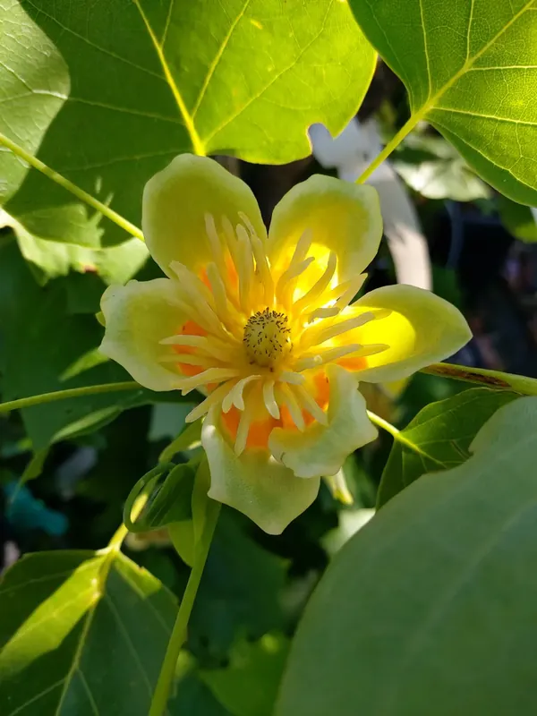 Tulpenboom (Liriodendron tulipfera ‘Fastigiata‘) - Bespaar meer