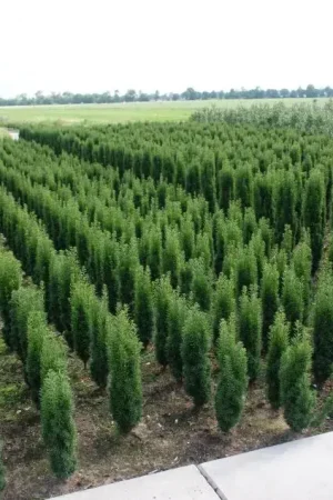 Zuiltaxus (Taxus baccata ‘Fastigiata Robusta‘) - Deal