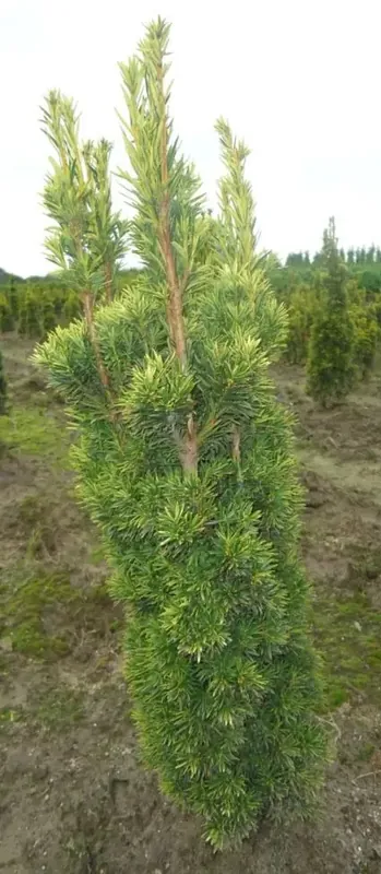 Gele Zuiltaxus (Taxus baccata ‘Fastigiata Aurea‘) | Bestelbaar