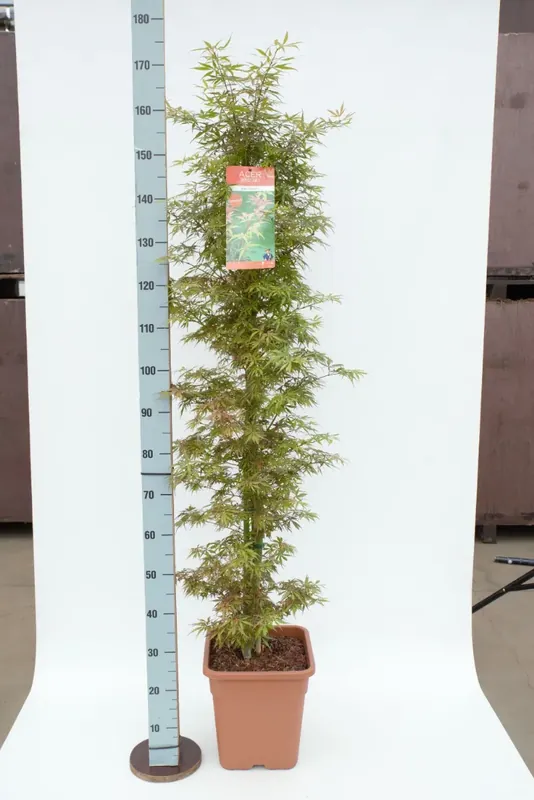 Superprijs - Japanse Esdoorn als zuilvorm (Acer palmatum ‘Jerre Schwartz‘)