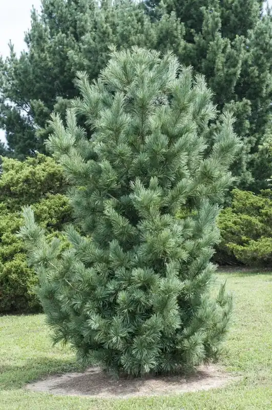 Zuilvormige Weymouthden (Pinus strobus ‘Fastigiata‘) | Spoedlevering