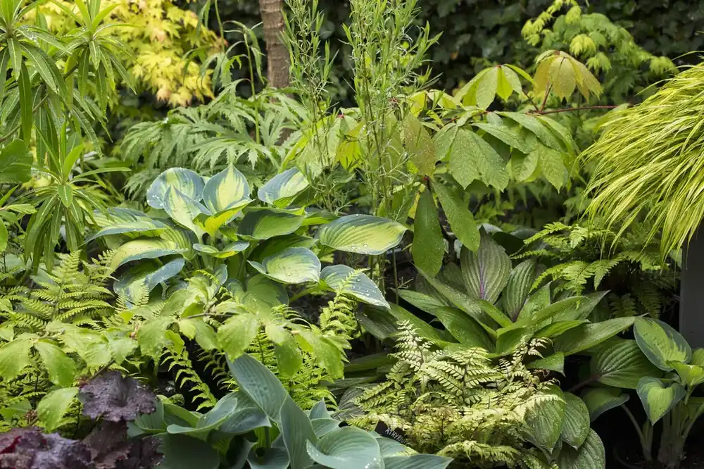 Exotisch Borderpakket Jungle border - Tijdelijk aanbod
