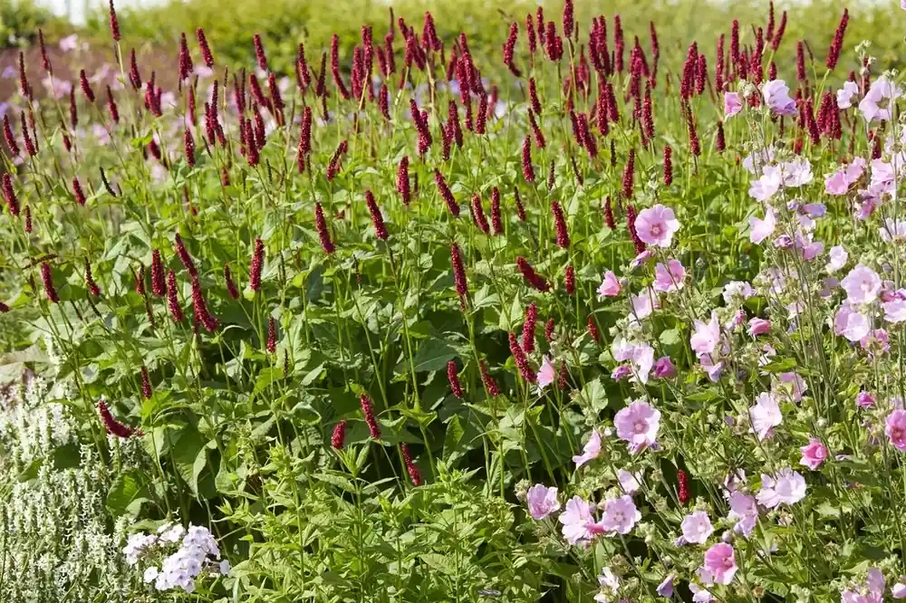 Borderpakket Zomer in Rood-Roze | Nieuw binnengekomen