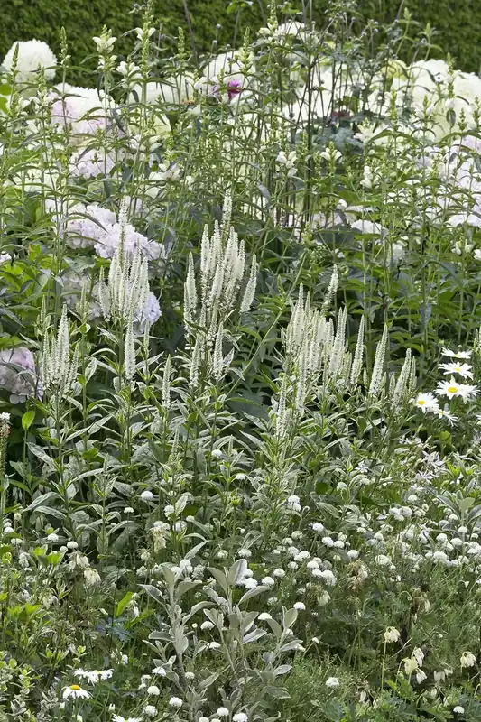 Nu beschikbaar - Borderpakket Witte bloemen voor een kleine tuin