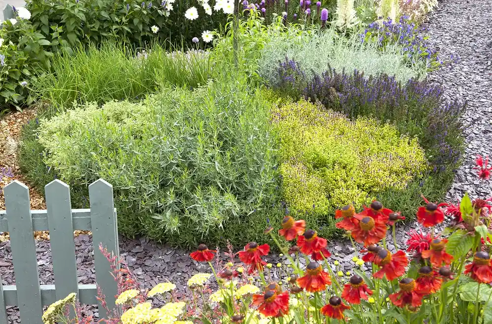 Opruiming | Borderpakket theeplanten