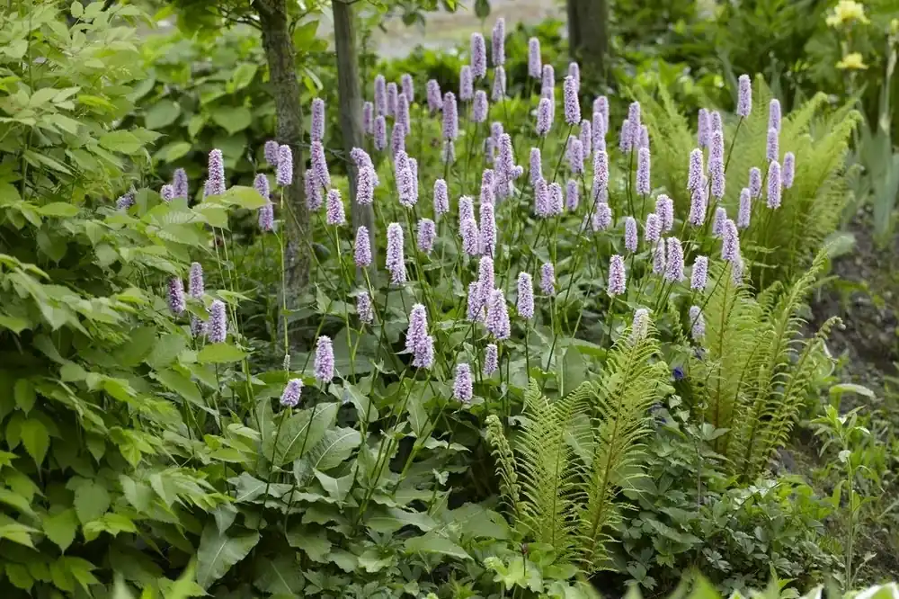 Compleet Borderpakket Schaduwtuin met groeigarantie - Nieuw
