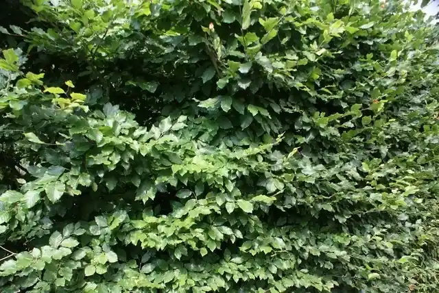 Rechtstreeks van de fabrikant | Beukenhaag kopen? Fagus sylvatica (bladhoudend) met groeigarantie!