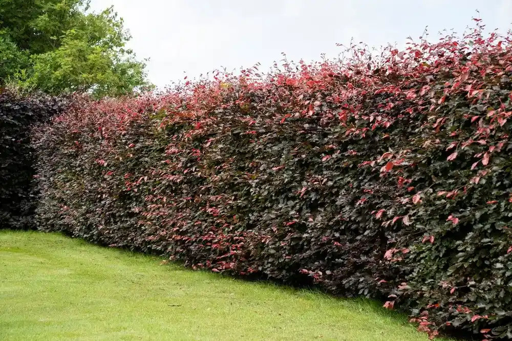 Verlaagde prijs - Rode beukenhaag kopen? Fagus sylvatica Atropunicea met Garantie