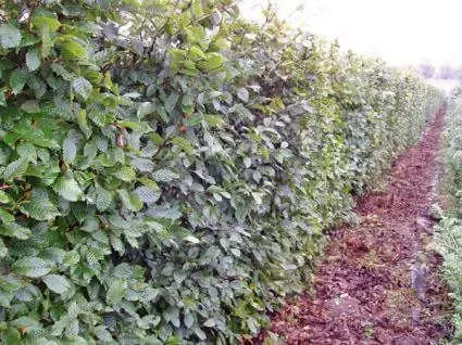 Voorraad bijna op - Haagbeuk kopen? Carpinus betulus met groeigarantie en voordelig!