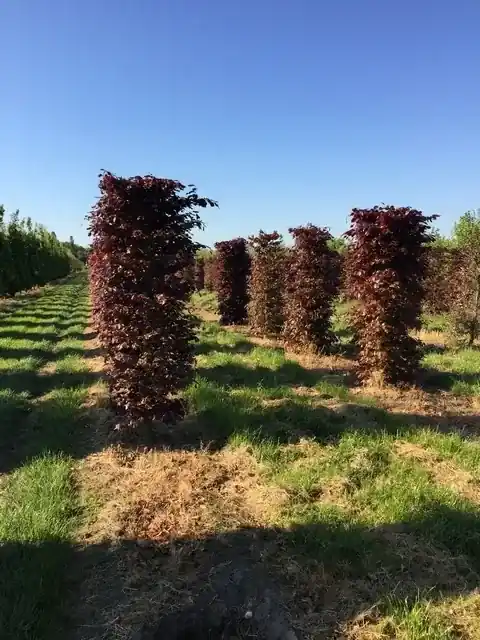 Rode Beukenhaag als Haagelement (Fagus sylvatica ‘Atropunicea‘) | Voeg toe aan winkelwagen