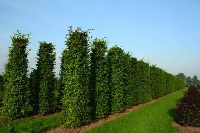 Goed beoordeeld | Haagbeuk als Haagelement (Carpinus betulus)