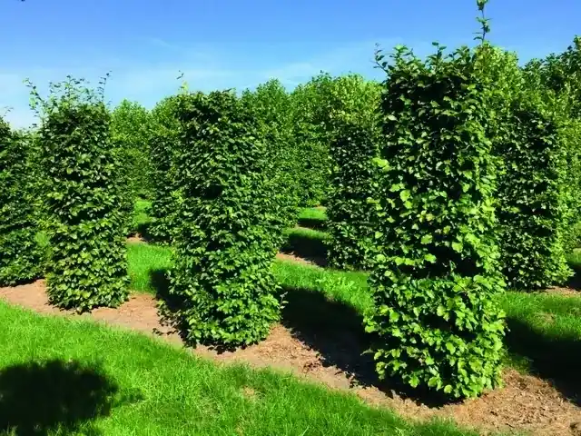 Beukenhaag als Haagelement (Fagus sylvatica) - Profiteer nu
