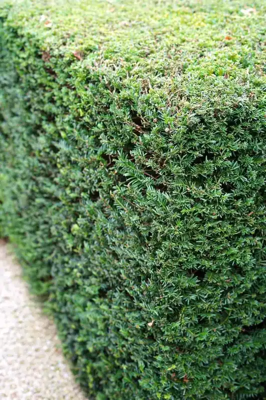 Taxus baccata kopen? Taxushaag voordelig bestellen met garantie! | Aanbieding