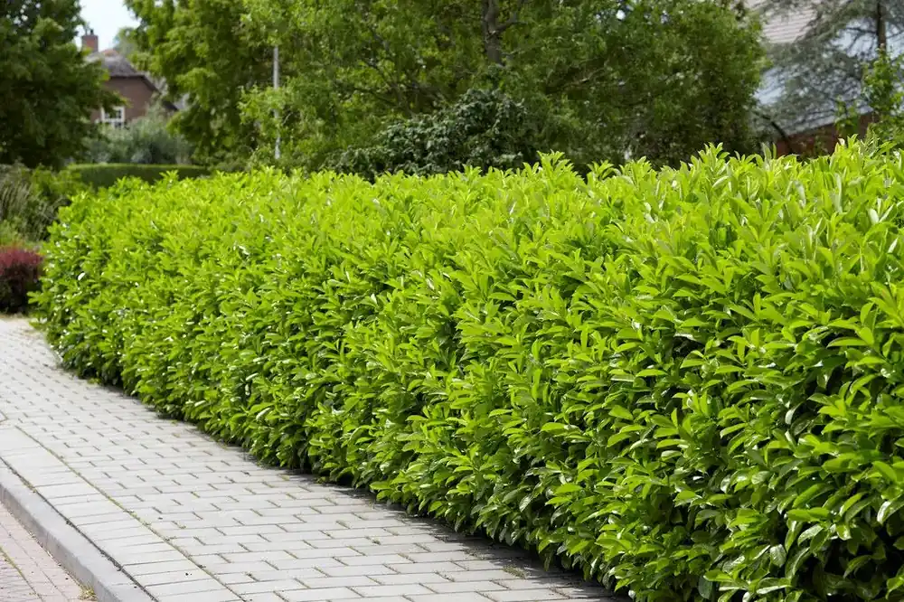 Laurier kopen? Prunus laurocerasus Novita met garantie - Direct bestellen