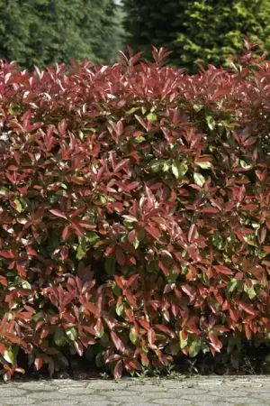 Alleen vandaag | Photinia Red Robin kopen? Glansmispel met groeigarantie!