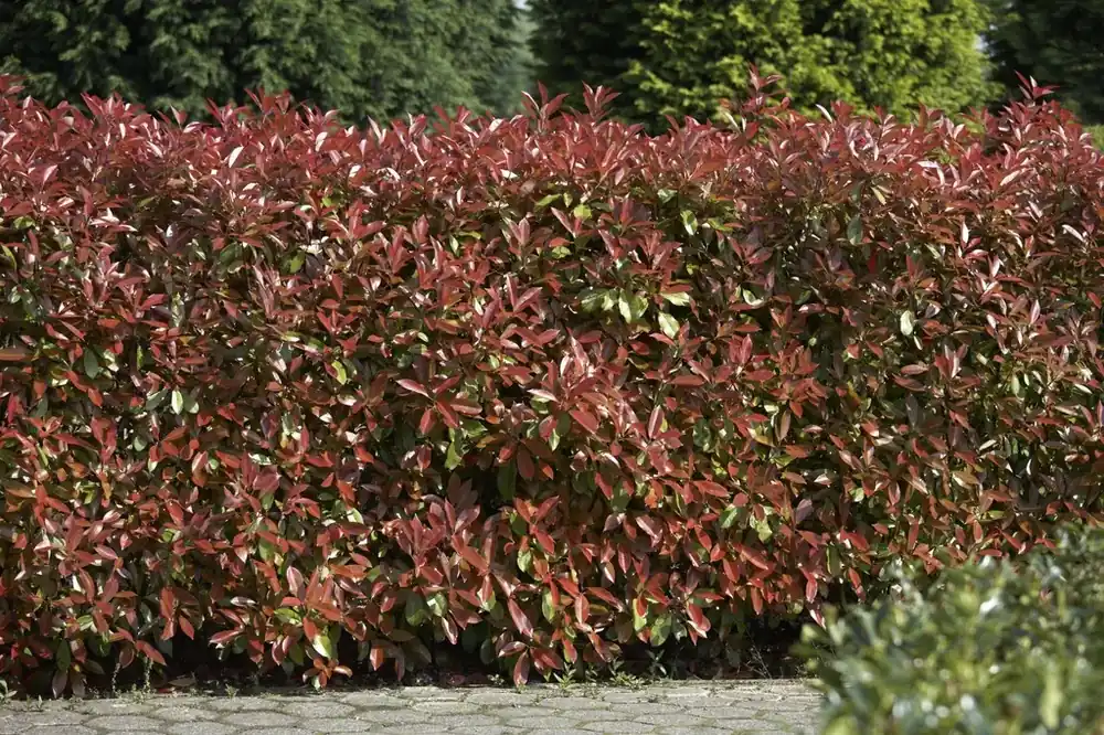Alleen vandaag | Photinia Red Robin kopen? Glansmispel met groeigarantie!