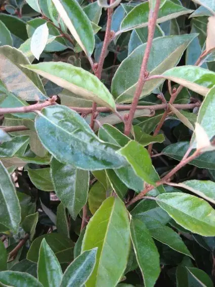 Bestseller - Elaeagnus ebbingei kopen? Groenblijvende Olijfwilg met garantie!