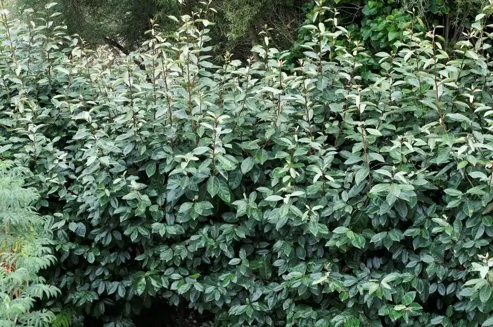 Topkwaliteit | Olijfwilg kopen? Elaeagnus ebbingei Compacta met garantie