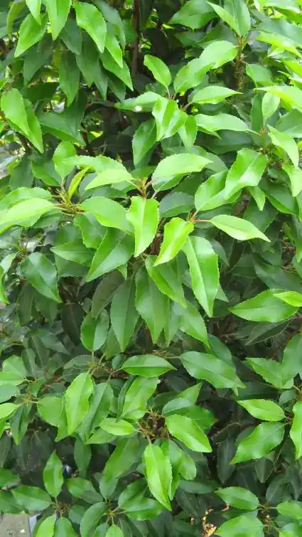 Portugese laurier (Prunus lusitanica) - Rechtstreeks uit de fabriek