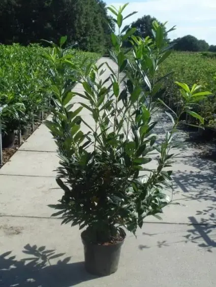 Premium | Laurier haag kopen? Prunus laurocerasus Caucasica
