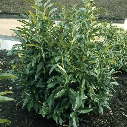 Laurier (Prunus laurocerasus ‘Reynvaanii‘) - Eenvoudig retourneren