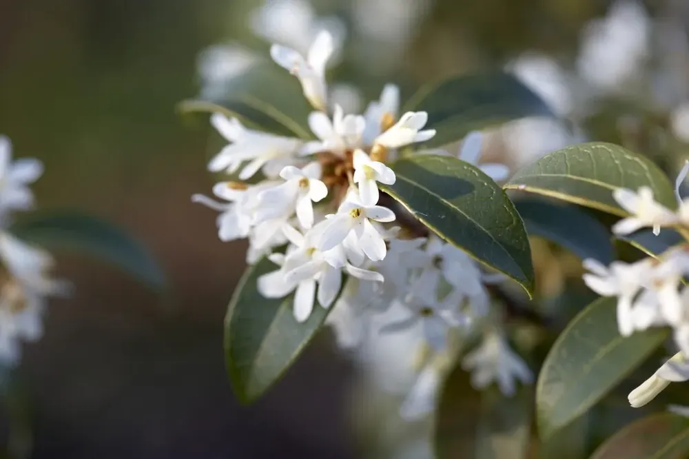 Favoriet van klanten - Schijnhulst kopen? Osmanthus burkwoodii met groeigarantie