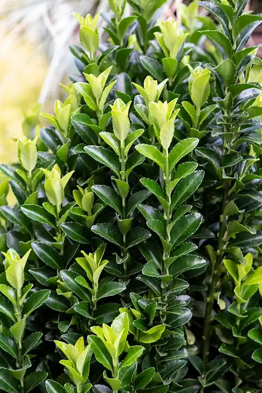 Veel gevraagd - Euonymus japonicus ‘Green Spire‘