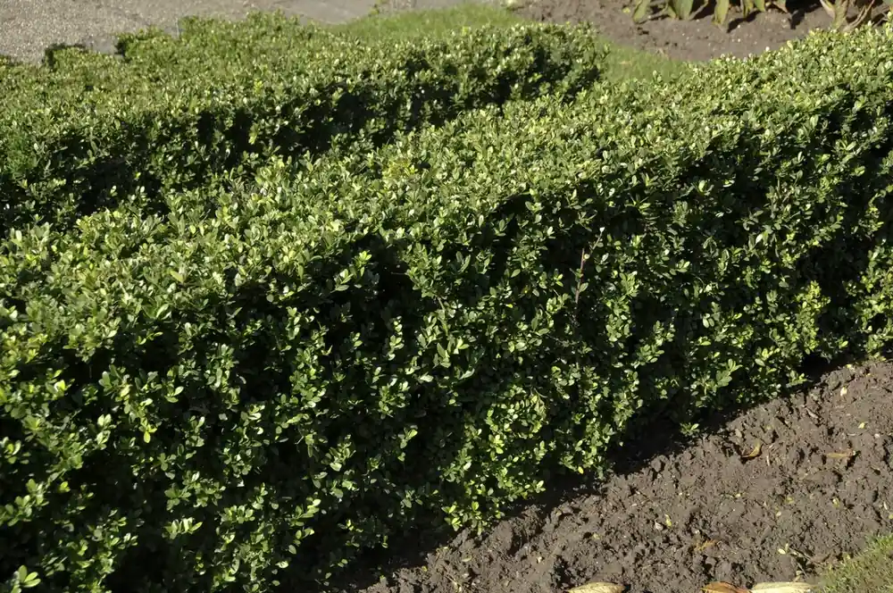 Japanse hulst kopen? Ilex crenata Dark Green - Buxusvervanger - Superprijs