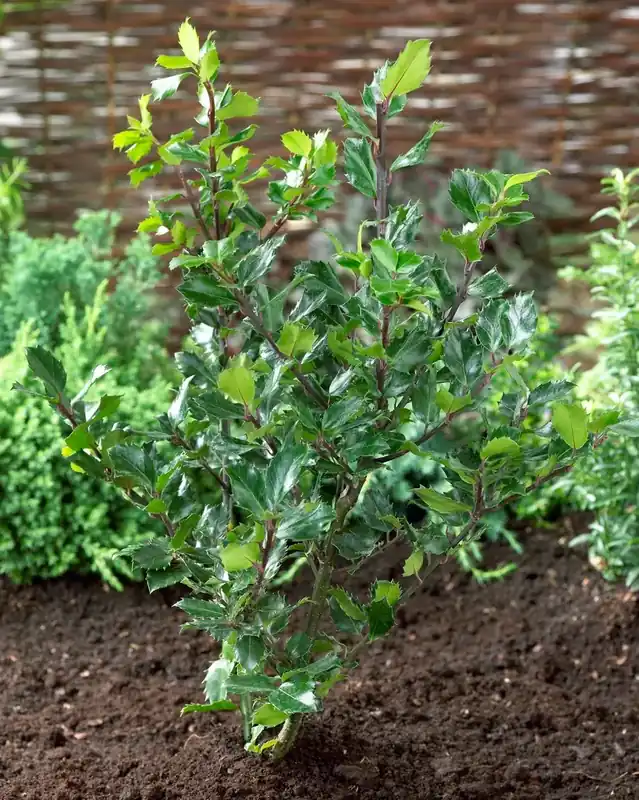 Blauwe Hulst (Ilex meserveae ‘Blue Princess‘) | Premiumkwaliteit