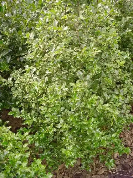 Direct beschikbaar | Blauwe hulst (Ilex meserveae ‘Blue Prince‘)