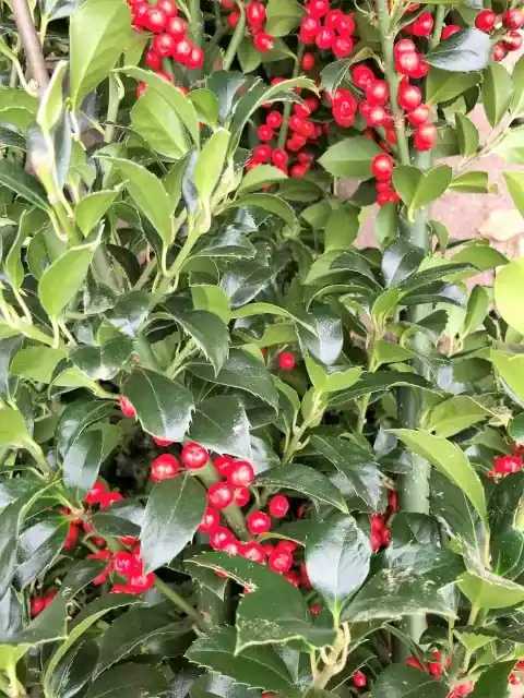 Outlet | Hulst (Ilex meserveae ‘Heckenfee‘)
