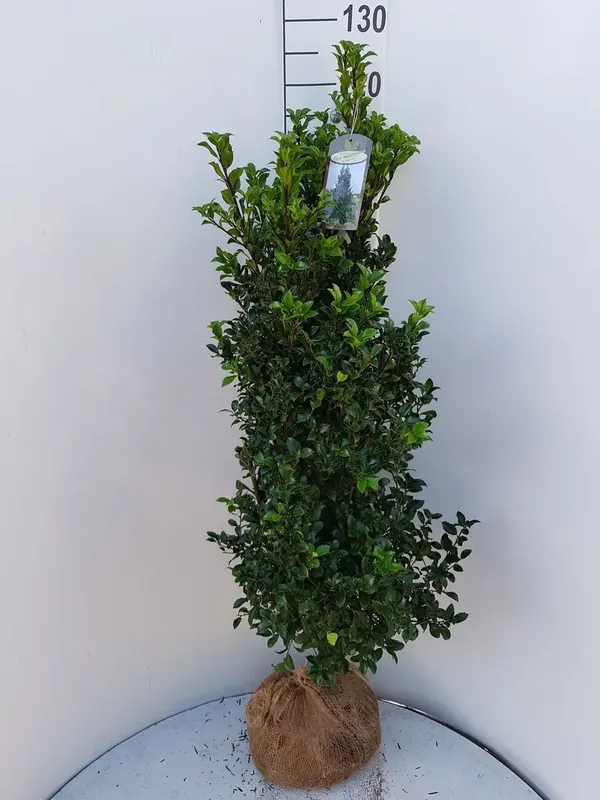 Hulst (Ilex meserveae ‘Heckenstar‘) - Topkwaliteit