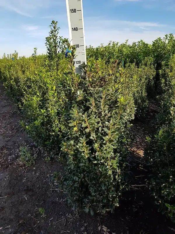 Hulst (Ilex meserveae ‘Heckenpracht‘) - Veel voordeel