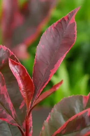 Zojuist toegevoegd - Glansmispel (Photinia fraseri ‘Louise‘)