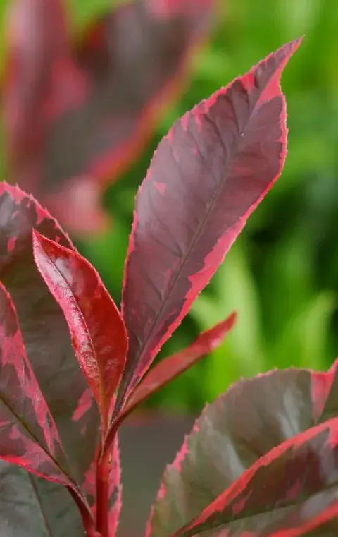 Zojuist toegevoegd - Glansmispel (Photinia fraseri ‘Louise‘)