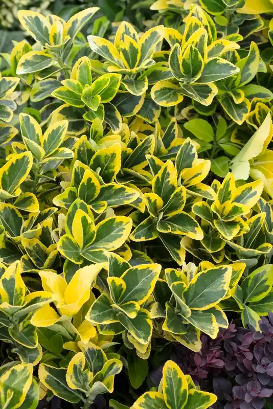 Kardinaalshoed (Euonymus japonicus ‘Aureomarginatus‘) - Nu beschikbaar