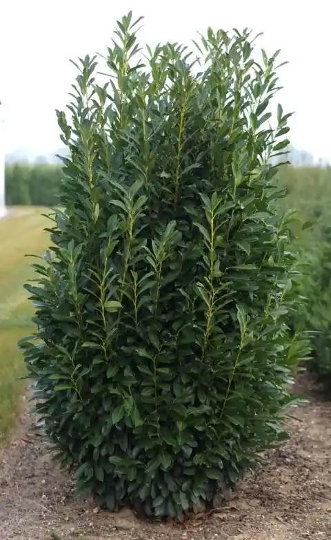 Veel gekozen - Laurier (Prunus laurocerasus ‘Elly‘)