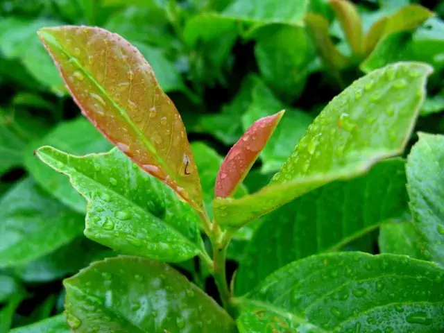 Laurier (Prunus laurocerasus ‘Etna‘) | Direct van de fabrikant