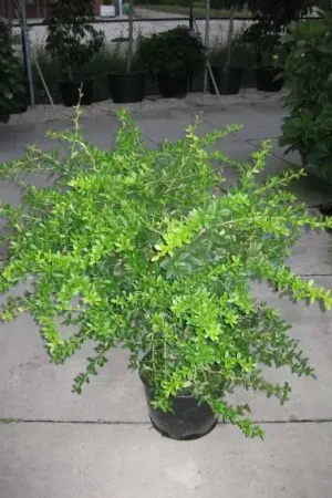 Zuurbes (Berberis julianae) | Professionele kwaliteit