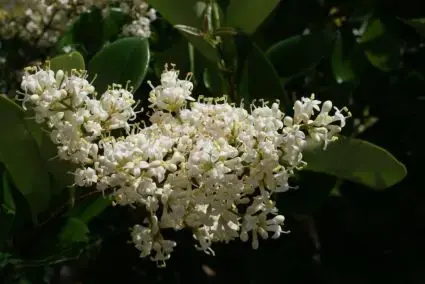 Populair bij klanten | Kardinaalsmuts (Euonymus japonicus)