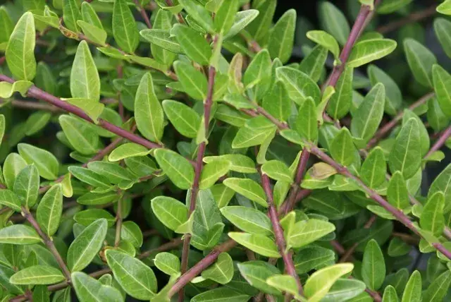Deal | Struikkamperfoelie (Lonicera pileata)